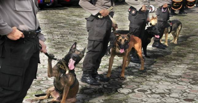 Polri Gerak Cepat, Terjunkan Anjing Pelacak Hingga Perjuangan Kapolda NTT Menuju Lokasi Bencana di Adonara