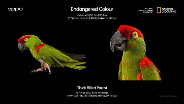 OPPO Find X3 Pro dan National Geographic Mempelopori Kampanye &lsquo;Endangered Colour&rsquo;