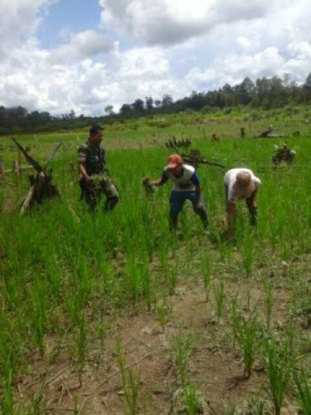 Tingkatkan Ketahanan Pangan Babinsa Sambas Bantu Warga Binaan Bersihkan Rumput Tanaman Padi