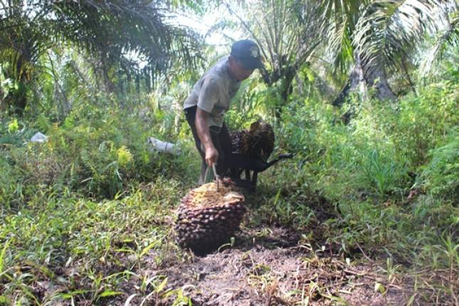 Petani Surati Presiden Jokowi Terkait Peningkatan Produktivitas Sawit