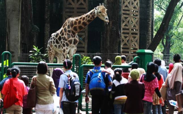 800.000 Pengunjung Ditargetkan Kunjungi Taman Margasatwa Ragunan
