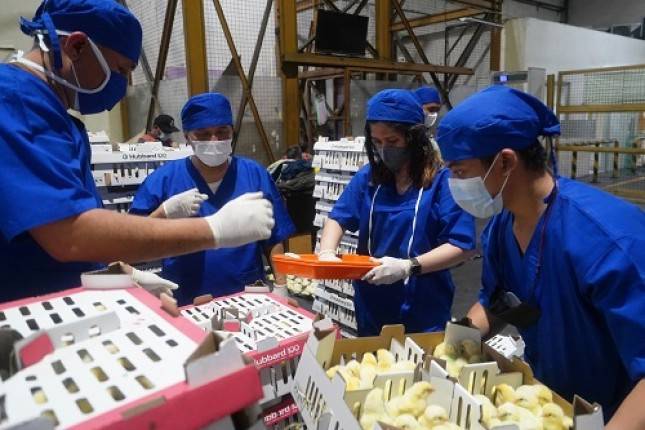 BUMN Peternakan Berdikari Datangkan Bibit Ayam Broiler Unggulan.