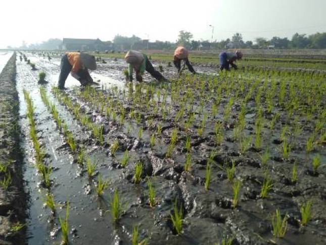 Diuntungkan, Petani: Kami Ingin Terus Jadi Mitra Wilmar