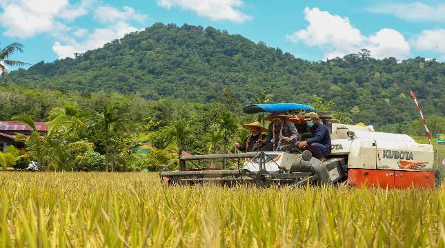 Petani Catat ya! Varietas Unggul Bisa 3 Kali Panen Semusim 
