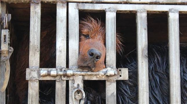 Marak Daging Anjing di Pasar Jaya, ADI Mendesak Kepolisian Untuk Turun Tangan