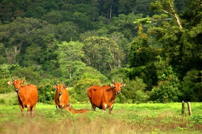 Asyiiik! Taman Nasional Alas Purwo dibuka untuk Wisatawan, Ini Syarat Berkunjungnya