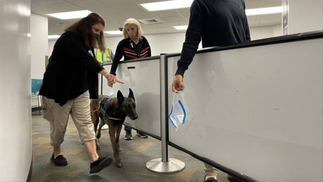 Bandara Internasional Miami Pekerjakan Anjing Pelacak untuk Deteksi Covid-19