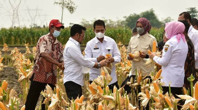 Bupati Grobogan: Biarkan Petani Nikmati Hasil Panen, Jangan ada Impor!