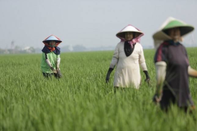 Legislator Pertanyakan Kesiapan Kementan dalam Skema Distribusi Pupuk Subsidi Tahun 2025