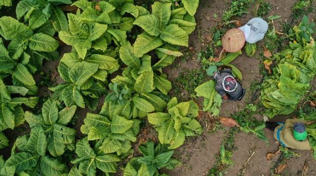 Program Kemitraan Jamin Kesejahteraan Petani Tembakau Jember