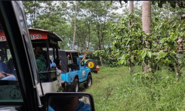 Serunya Menjelajah Kebun Kopi Naik Jeep di Kampoeng Kopi Banaran