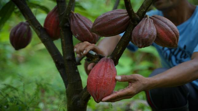 Rahasia Sukses Biji Kakao Jembrana yang Mendunia
