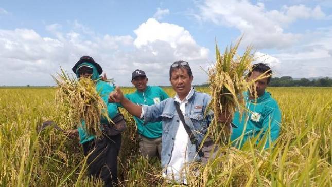 Gerak Cepat Kementan, Petani Bojonegoro Tetap Panen Meski Sempat Terkena Banjir