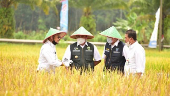 Dongkrak Produksi Beras, Kementan Optimalkan Potensi Lahan Rawa