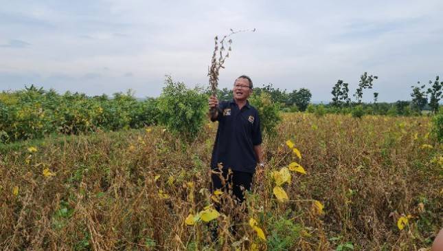 Grobogan Ditargetkan Mampu Suplai Kebutuhan Benih Kedelai Nasional