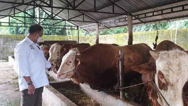 Peternak Boyolali Siap Suplai Kebutuhan Sapi ke Jabodetabek