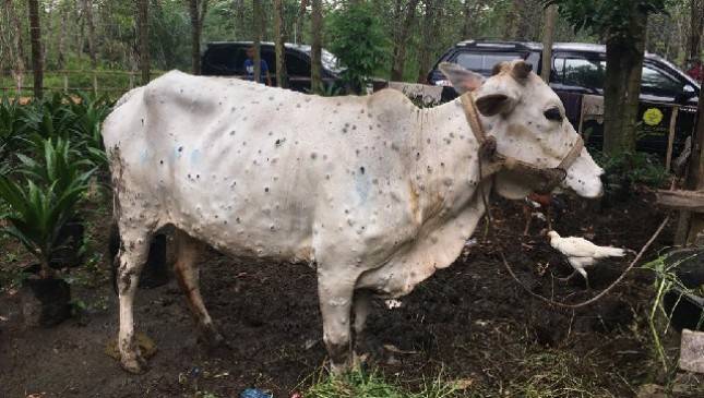 Kementan Pastikan Penyakit LSD pada Sapi Tidak Berbahaya Bagi Kesehatan Masyarakat