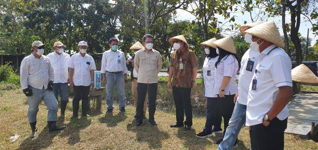 Percepat Mobilisasi Sapi Lokal, Badan Pangan Nasional/NFA  Cek Kesiapan Lahan Kandang Sapi 