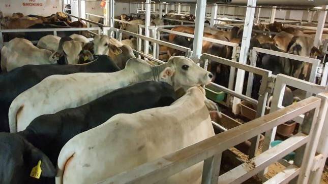 2000  Sapi Hidup Tiba untuk Penggemukan Memenuhi kebutuhan HBKN 2022