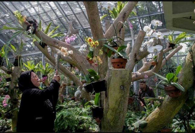 Ultah ke 205 Kebun Raya Bogor Resmikan Griya Anggrek, Tempat Wisata Sekaligus Konservasi