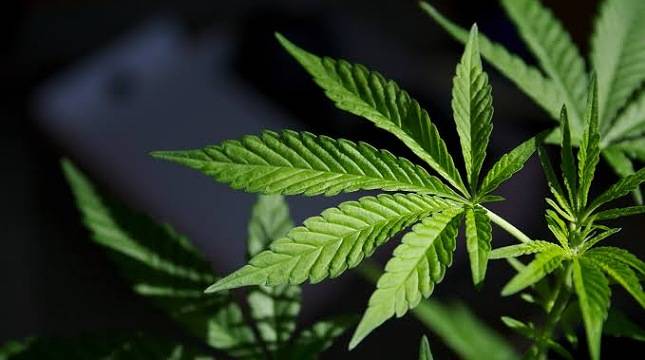 Ada Penelitian Baru Manfaat Ganja, Komisi III: UU Narkotika Mendesak Direvisi Demi Kepentingan Medis
