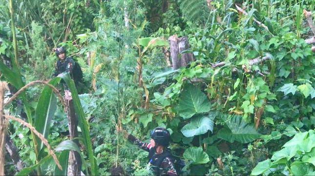 Satgas Yonif 126KC Temukan Ladang Ganja Seluas Lima Hektar di Perbatasan 
