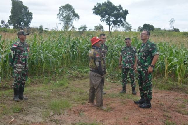 Danrem 174 Merauke Tinjau Lahan Tanaman Jagung Percontohan Program Korem 174 ATW
