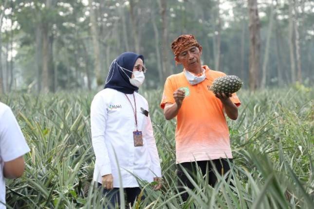 PT Pupuk Indonesia Buat Petani Nanas Naik Kelas