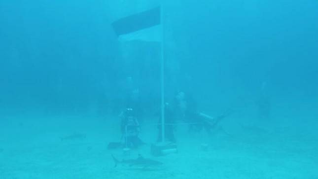 Jababeka Morotai - Lanal Morotai Kibarkan Bendera di Bawah Laut Bersama Hiu Jinak