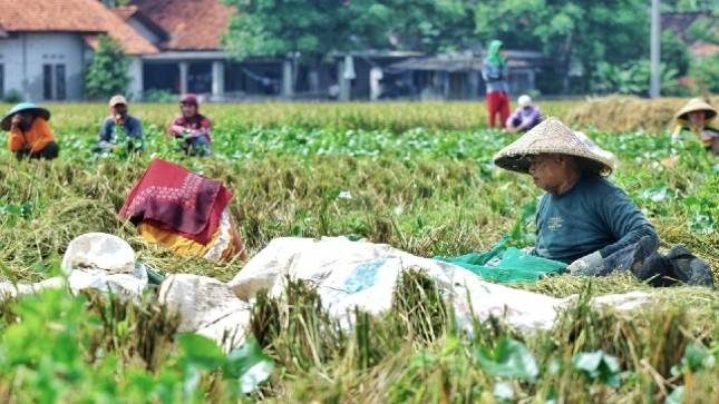 BPS: Panen Padi Kabupaten Bekasi Meningkat 3 Persen