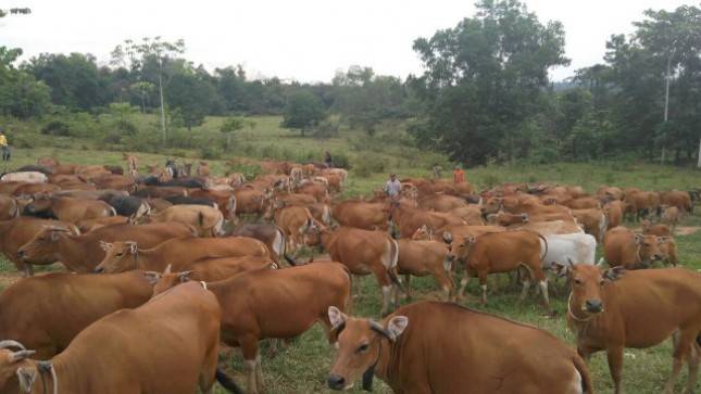 Kementan: Penyakit Jembrana di Sapi Tidak Menular ke Manusia