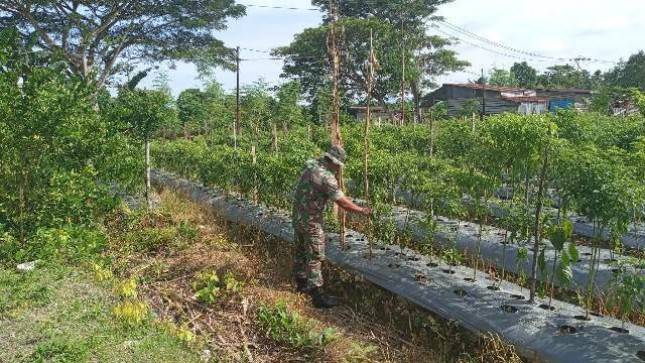 Babinsa Koramil 1710-07/Mapurujaya Tinjau Lahan Milik Kelompok Tani Binaan Dari Hasil Pemanfaatan Lahan Tidur
