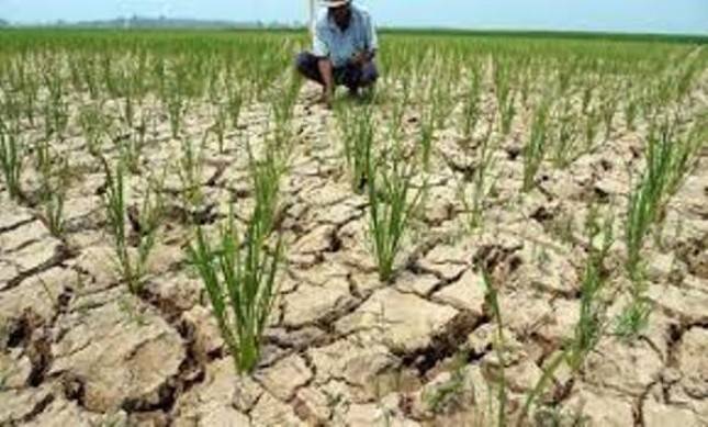 GREAT Institute: Ketepatan Mitigasi Dibutuhkan saat El Ni&ntilde;o Menguji Ketahanan Produksi Padi Antarwilayah Indonesia