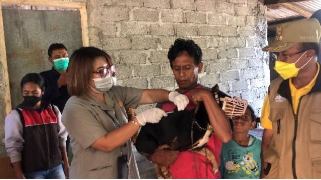 Kementan Lakukan Vaksinasi Massal Rabies di Timor Tengah Selatan