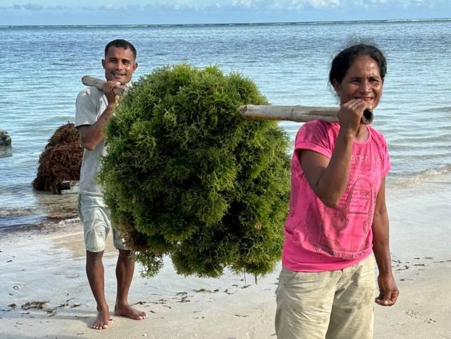 Platform Agree Milik Telkom Dukung Optimalkan Hasil Panen Budi Daya Rumput Laut di NTT
