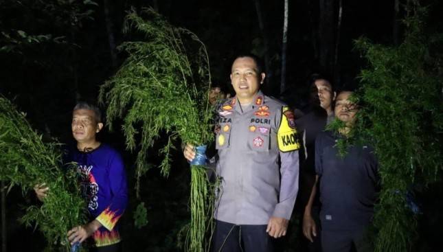 Sebanyak 5 Hektar Lahan Ganja Berhasil Ditemukan di Mandailing Natal