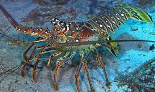 Dahsyat,  Lombok Timur Bangun Sentra Industri Budidaya Lobster Nasional