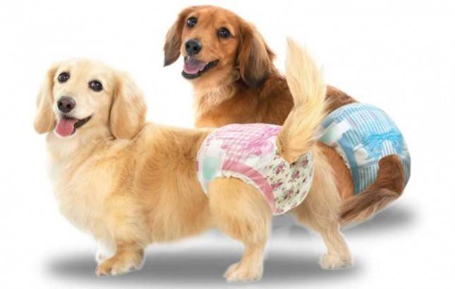 Manner Wear, Popok Anjing dari Unicharm Pet Yang Didesain Pas dan Mudah Dipakaikan