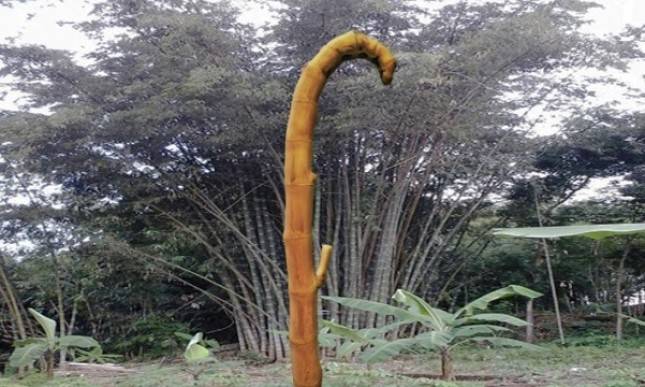 Bambu dan Kehidupan