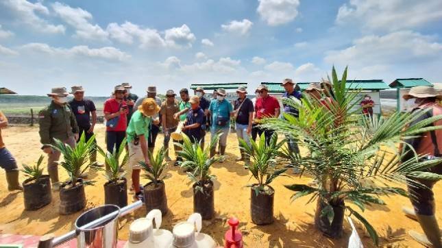Dorong Sustainable Banking, BSI Dukung Pembiayaan Sawit Bagi Petani Plasma