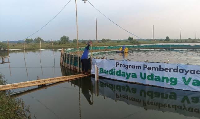 Dompet Dhuafa Banten Kembangkan Budidaya Udang Vaname, Raup Cuan Puluhan Juta Majukan Petambak Tradisional