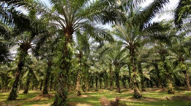 GAPKI:Kemarau Ganggu Produksi Sektor Sawit Sumatera Utara