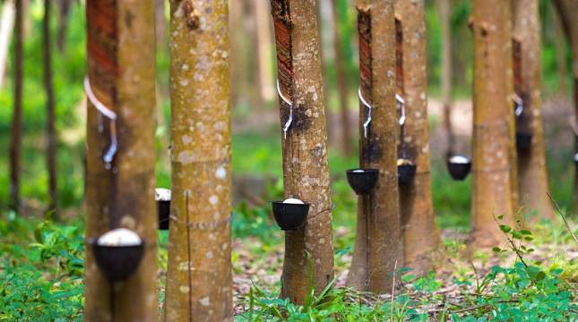 Perkuat Posisi di Pasar Uni Eropa, Huy Anh Rubber Co., Ltd. Jalin Kemitraan Strategis Dengan Koltiva