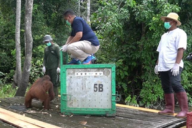 Pulau Salat Kedatangan Penghuni Baru 2 Individu Orangutan
