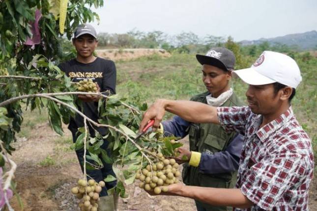 Cerita Sukses Petani Rembang yang Bangkit dari Himpitan Ekonomi Setelah Ikut Program Semen Gresik Sahabat Petani