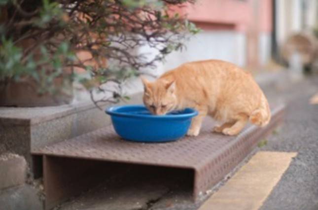 Mitos atau Fakta: Kucing Tidak Suka Minum?