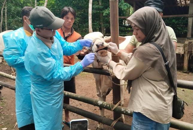 Kementan Kembali Himbau Daerah Tingkatkan Kewaspadaan Penularan Penyakit Hewan Akibat Cuaca Ekstrem