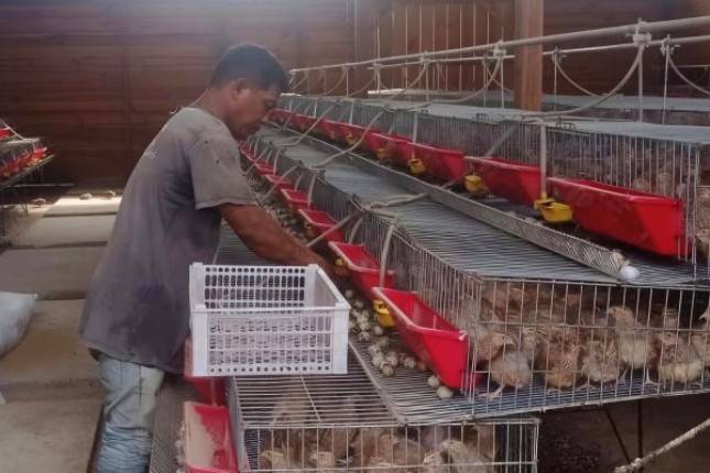 Kembangkan Bisnis Burung Puyuh di Aceh, SIG Bantu Kelompok Peternak Puyuh Andalas Memproduksi 4.000 Telur/Hari