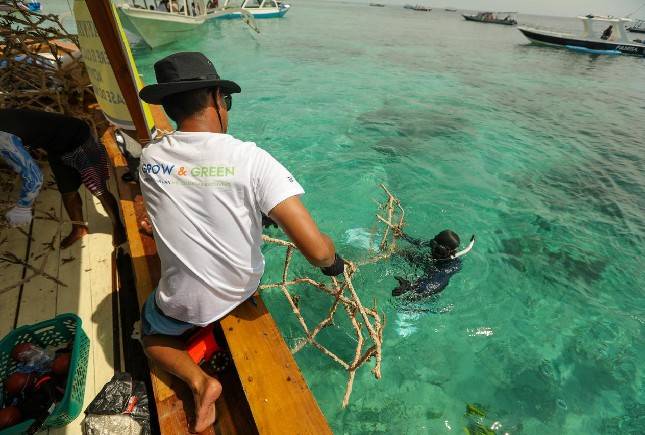 BRI Menanam &ldquo;Grow & Green&rdquo; Transplantasi Terumbu Karang di NTB