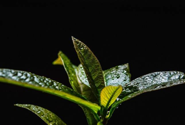 Tugingo, Herbal Alami untuk Keluhan Penyakit Ginjal